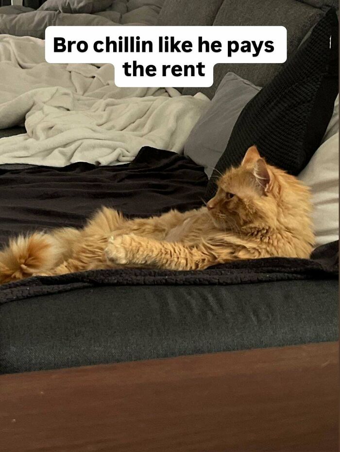 Fluffy orange adopted cat reclining on a bed, showing a happy face that proves every pet deserves a second chance.