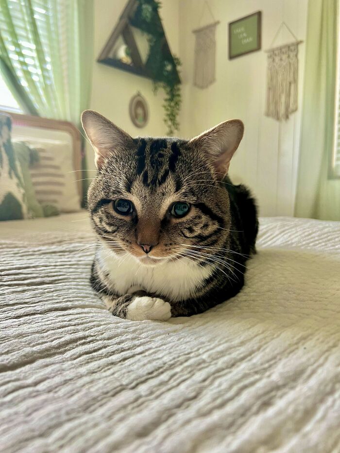 Tabby cat with white paws resting on a bed in a cozy room showing happy adopted pet vibes.