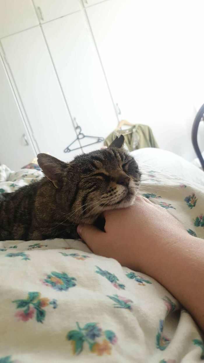Tabby cat with happy face resting head on a person's hand on a floral bed, showing joy of adopted pets second chance