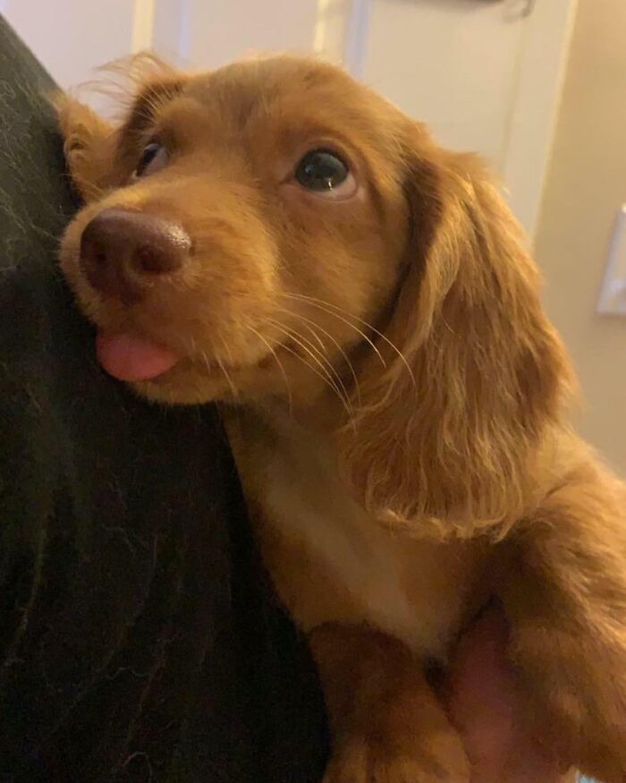 Cachorro adorable con lengua afuera mostrando ternura en una foto pura de perretes en ambiente interior acogedor.