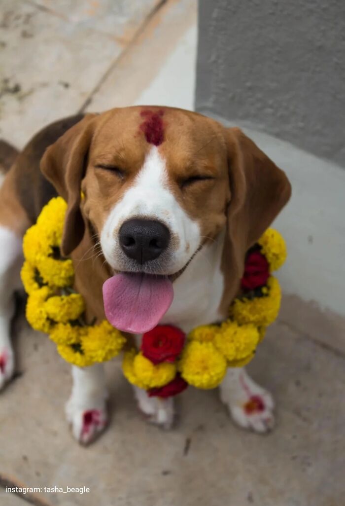Perrete sonriente con lengua afuera usando collar de flores amarillas y rojas, disfrutando momento puro y feliz.