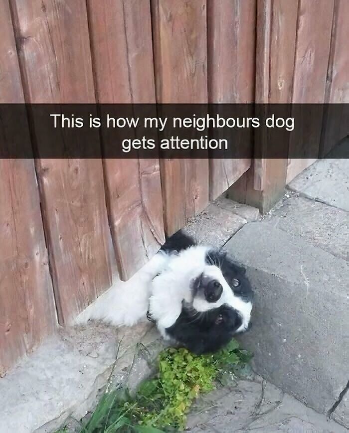 Black and white dog poking head through fence to get attention, one of the cutest dogs ever at the gates of heaven