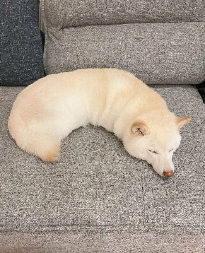 Light-colored dog sleeping curled up on a gray couch, showcasing one of the cutest dogs ever in a cozy setting.