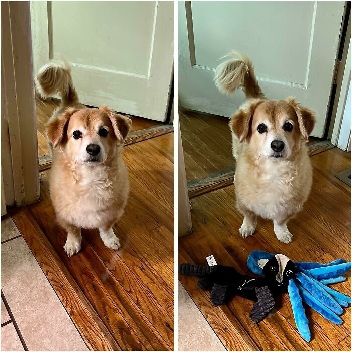 Small fluffy dog with curled tail standing on wooden floor near door, one photo with black and blue plush toys nearby.
