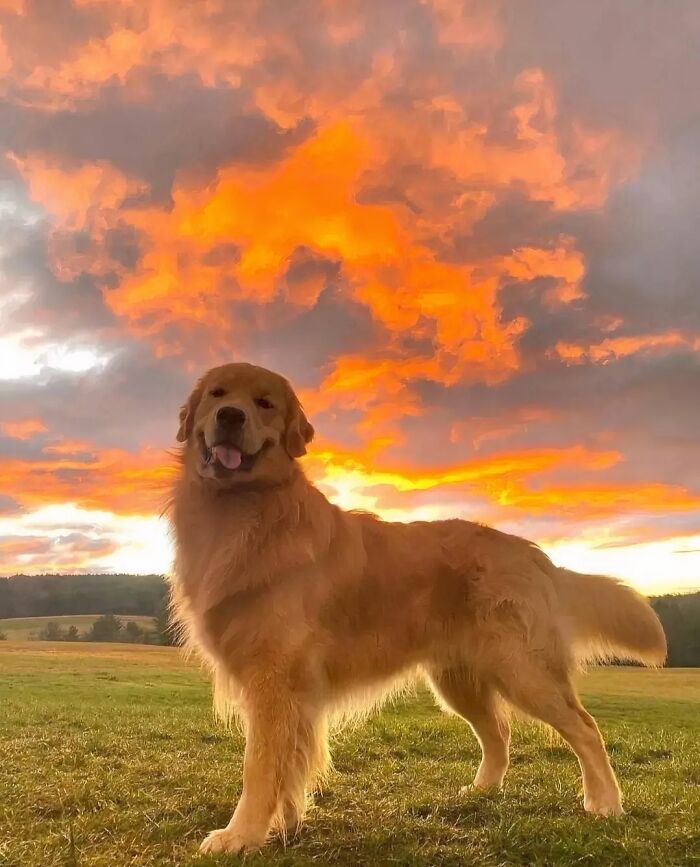 Perrete dorado sonriente en campo verde al atardecer con cielo teñido de naranjas brillantes y nubes dramáticas.