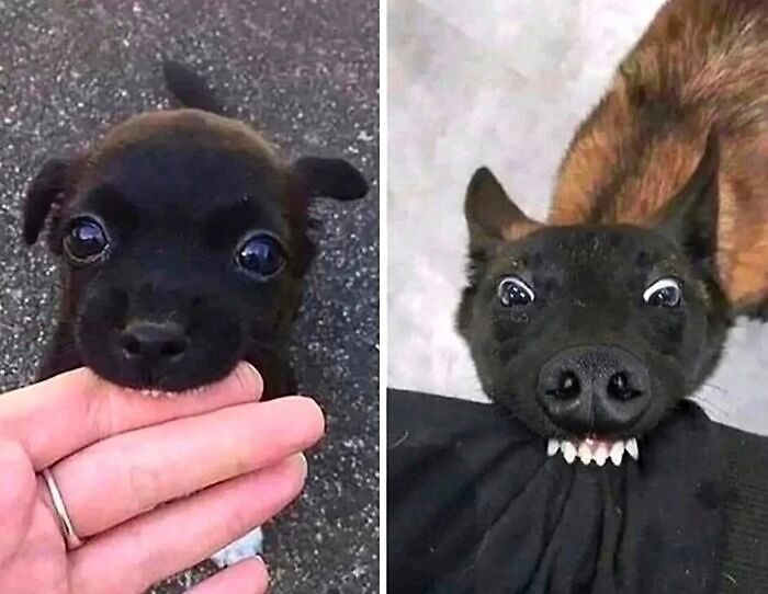 Two adorable black dogs showing cute and funny expressions, capturing the essence of the cutest dogs ever in new pics.