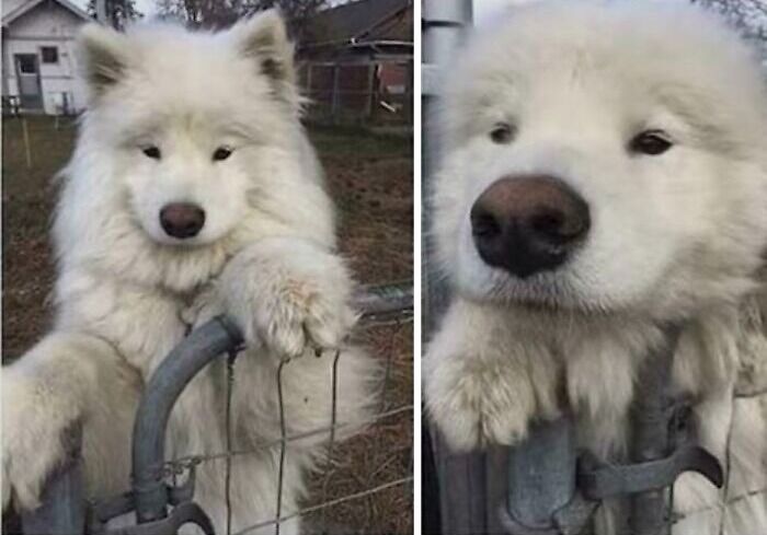 Fluffy white Samoyed dog resting paws on a metal gate, showcasing one of the cutest dogs ever in a rustic outdoor setting.