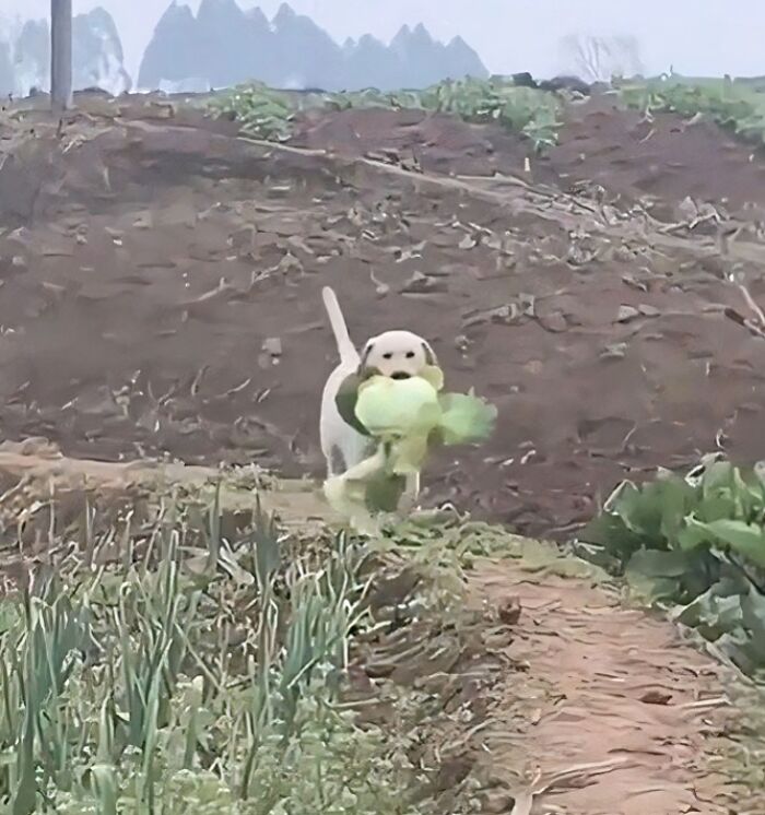 Cute dog running through a dirt path in a garden carrying large leafy greens in its mouth.