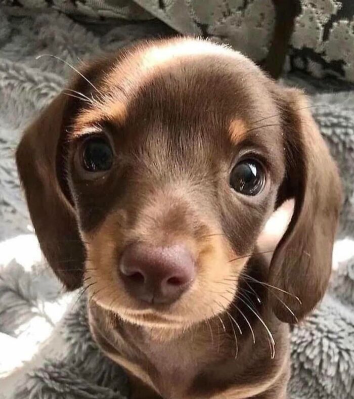 Close-up of one of the cutest dogs ever, a brown puppy with large eyes and soft fur, looking directly at the camera.