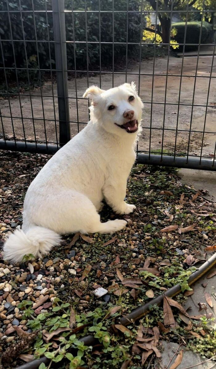 Small white dog sitting on gravel and plants near a metal fence, looking back with a happy expression outdoors.