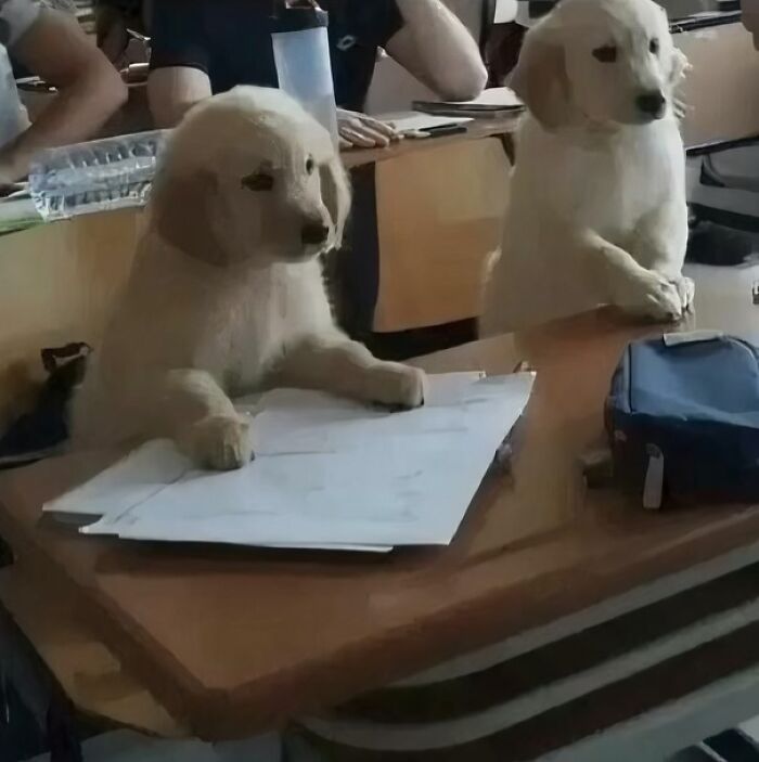 Two cute dogs sitting at a classroom desk with papers and a pencil case, showing adorable study behavior.