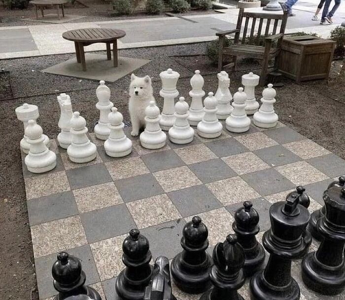 Small white dog sitting among large white chess pieces on an oversized outdoor chessboard, cute dogs in a park setting.
