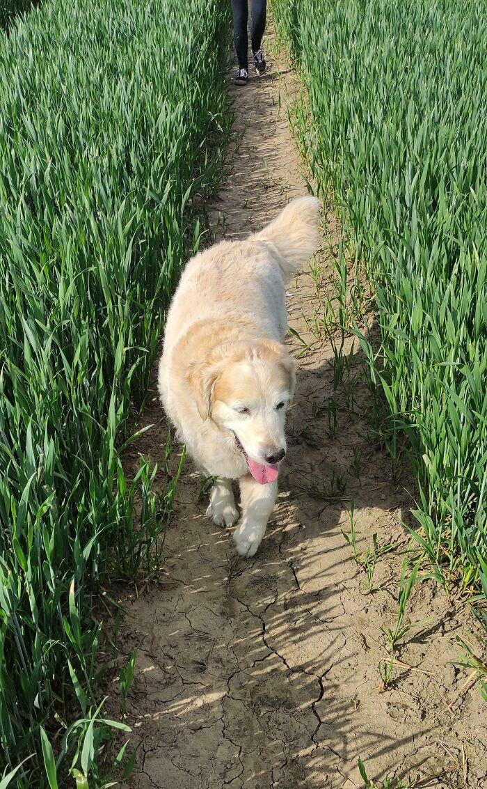 Golden retriever dog walking on a dirt path through a green field, showcasing one of the cutest dogs ever outdoors.
