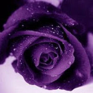 followtheleader avatar