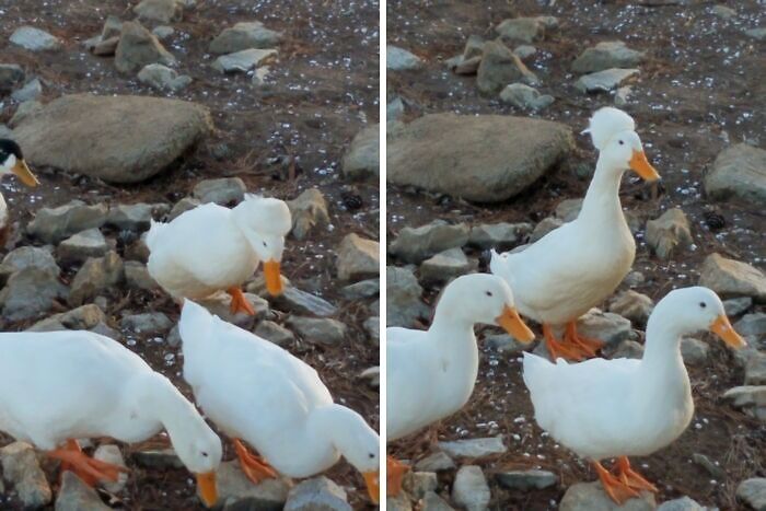 White ducks waddling and pecking on rocky ground showcasing funny moments in nature people had to snap a pic