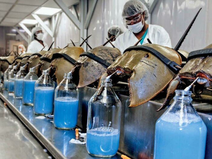 Medical lab workers processing horseshoe crabs to collect blue blood for medical testing and research purposes.