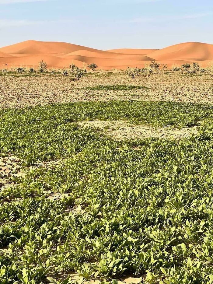 Green vegetation growing in the desert with sand dunes in the background showcasing fascinating world geography.