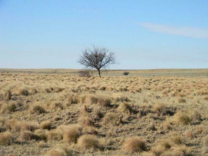 Sparse grassland with a lone tree under a blue sky showcasing unique world geography landscape features.