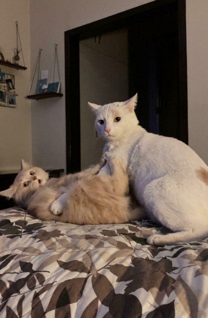 Two cats playfully interacting on a bed, capturing a funny moment that made their owners laugh online.