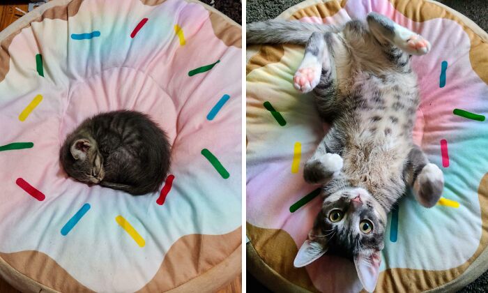Two cats on a colorful donut-shaped bed, one curled up sleeping and the other lying on its back playfully.