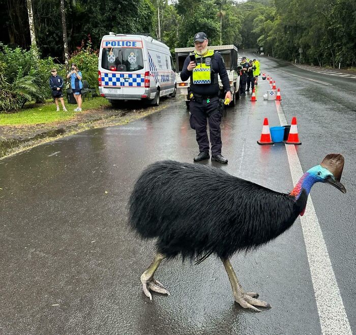 Cassowary crossing a wet road near police officers capturing funny nature moments with cameras and phones.
