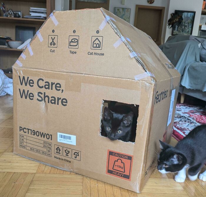 Two black and white cats using a cardboard cat house, demonstrating a genius solution for pet entertainment at home.