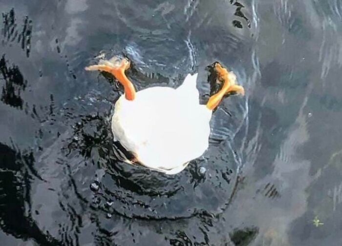 Funny nature moment of a duck diving underwater with legs up, captured in a humorous nature photo.