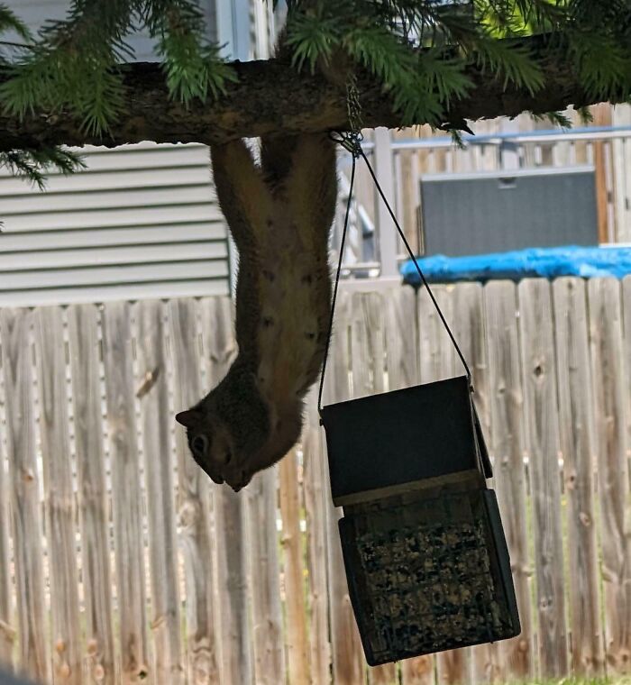 Squirrel hanging upside down from a tree branch near a bird feeder in a funny nature moment captured.