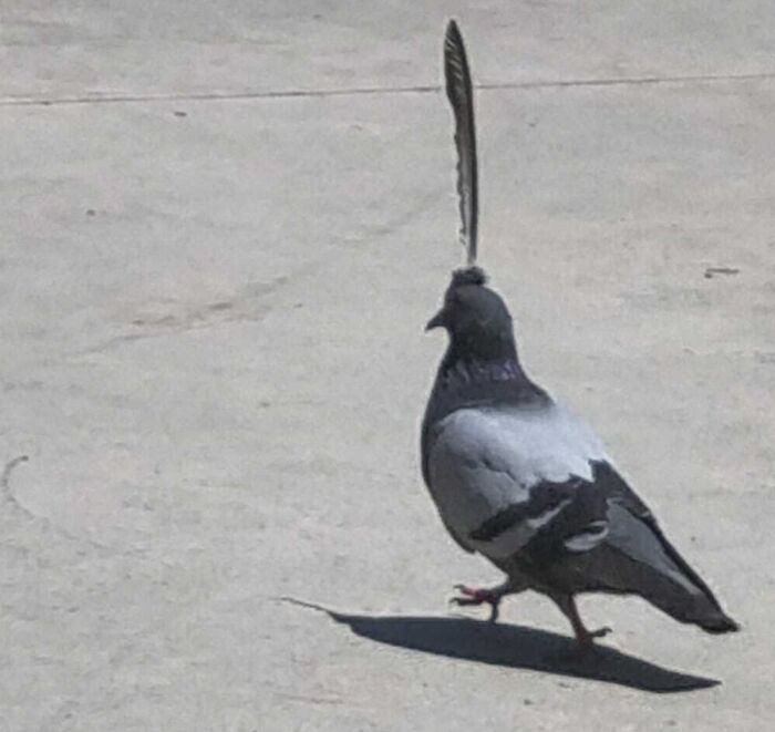 Pigeon with a long feather on its head, captured in a funny nature moment that people had to snap a pic of.