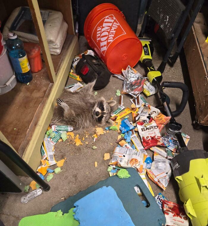 Raccoon lying on back amid torn snack bags and spilled trash, showcasing funny nature moment caught on camera.