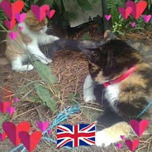 sharonhornsby avatar