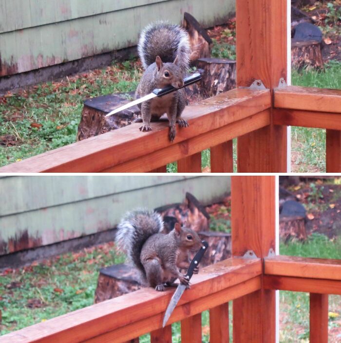 Squirrel in nature holding a knife on a wooden railing, a funny moment people just had to snap a pic.