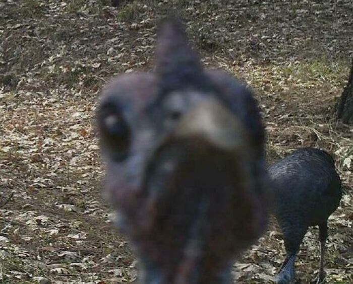 Close-up funny nature photo of a curious bird poking its head near the camera in a forest setting.