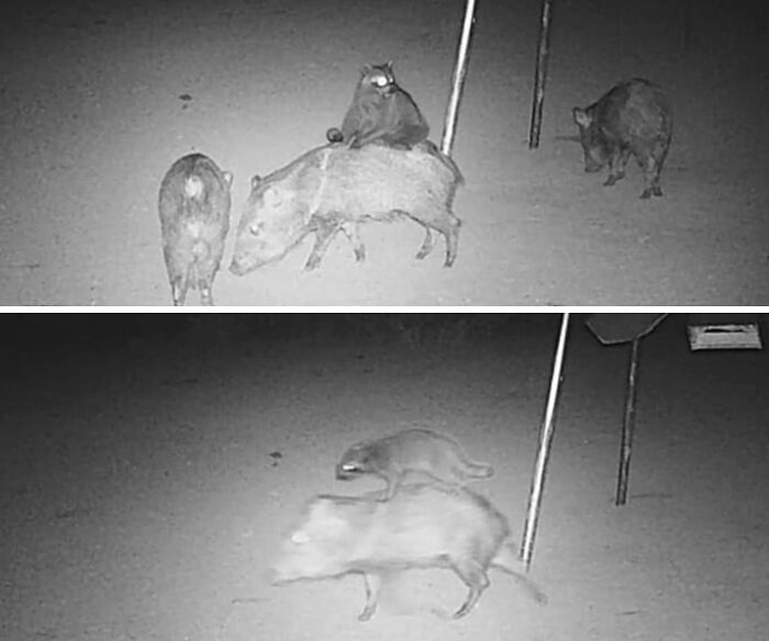 Nighttime nature photo of a monkey riding on a wild pig, capturing a funny moment in nature photography.