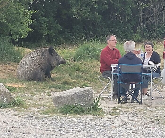 Wild boar sitting near people having an outdoor picnic showcasing funny moments in nature photography.