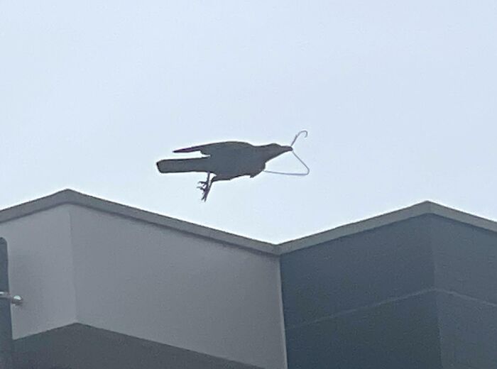 Bird in flight carrying a wire hanger in its beak above a building, capturing a funny nature moment.