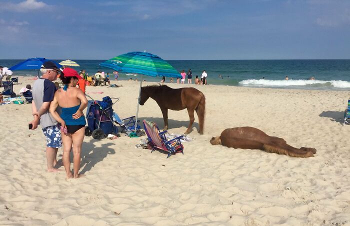 Two horses on a sunny beach with people and umbrellas, a funny nature moment snapped by visitors.
