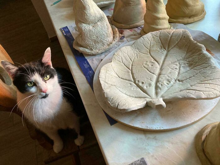Black and white cat sitting on chair near ceramic leaf plate and pottery pieces on a table, chaotic pets mischief.
