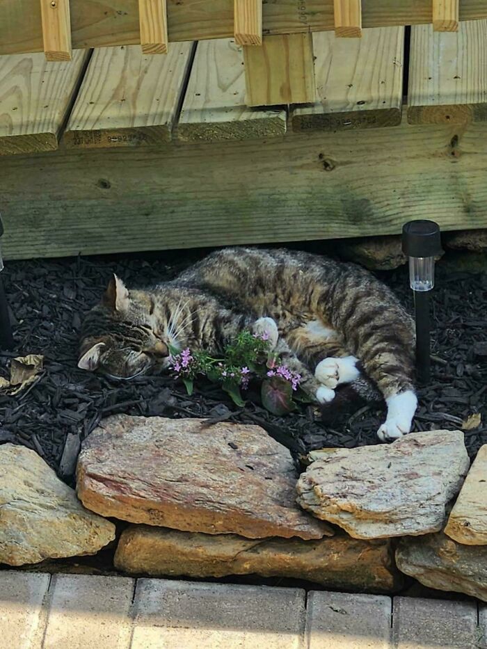 Tabby cat lying on garden mulch near flowers and rocks, showcasing one of the chaotic pets being a playful menace outdoors.