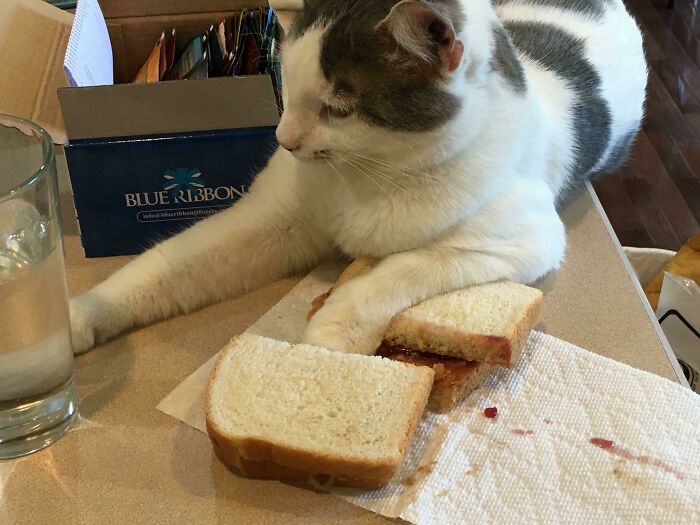 Cat causing a mess by stealing a peanut butter and jelly sandwich from the kitchen counter, showcasing chaotic pets behavior.