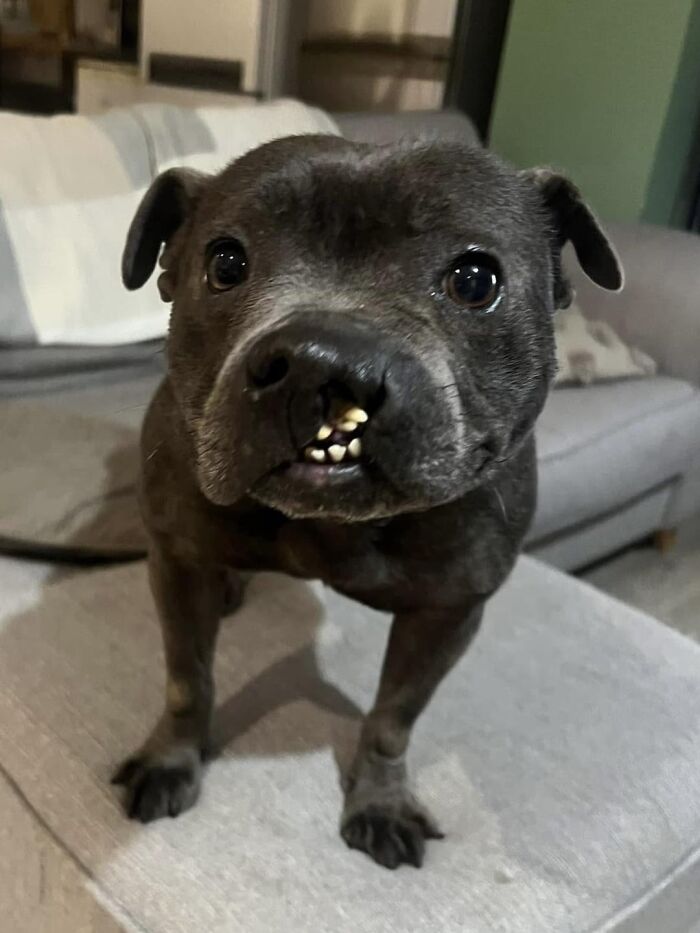 Close-up of a small black dog with unique teeth standing on a couch, capturing the beauty of planet earth’s animals.