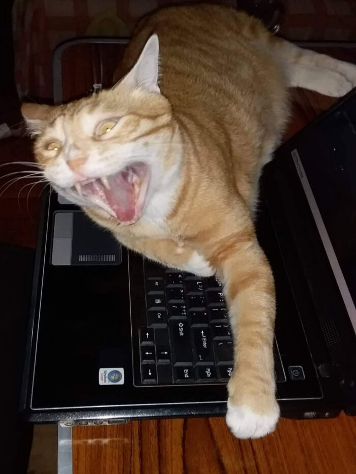 Orange and white cat acting chaotic and being a menace while lying on a laptop keyboard on a wooden table.