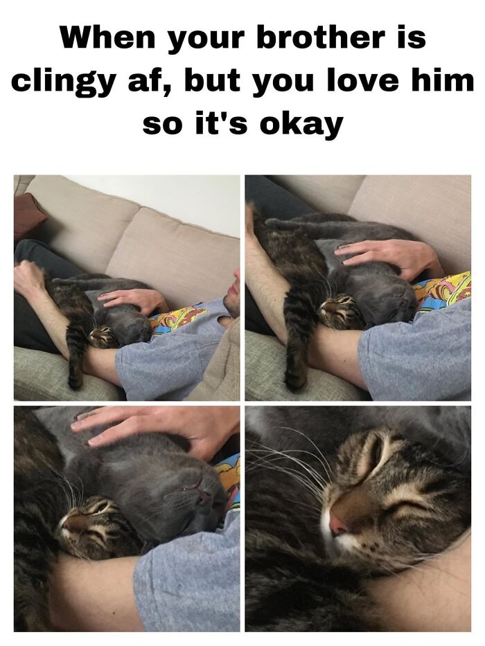 Person cuddling two cats on a couch, showing the beauty of planet Earth through love and wholesome moments.