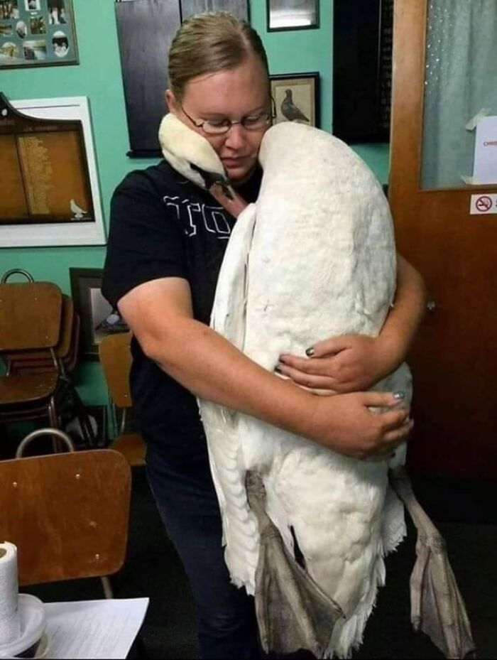 Person hugging a large swan indoors, showcasing the beauty of planet Earth through a moment of gentle connection.
