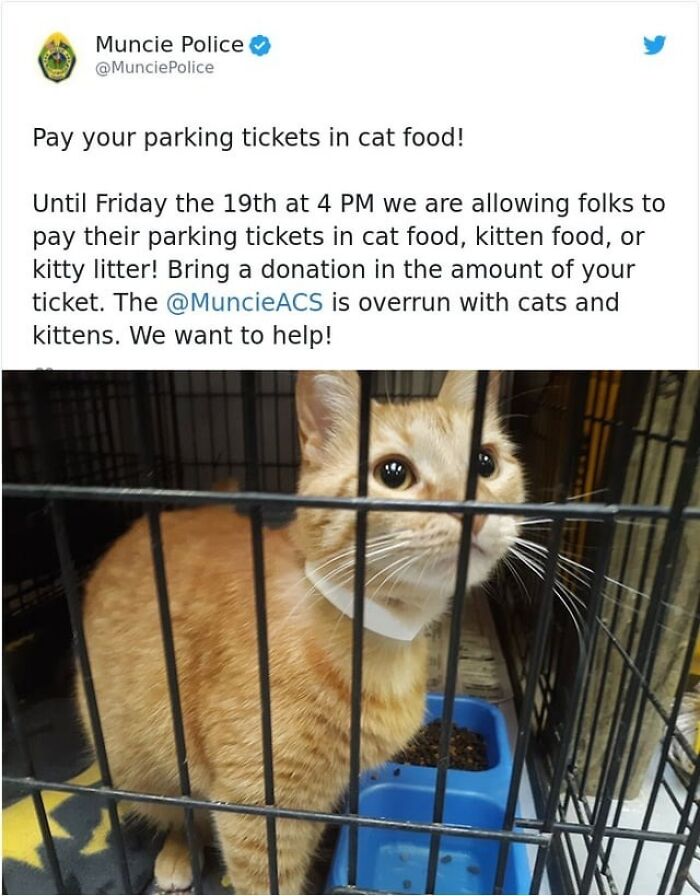 Orange tabby cat inside a cage at an animal shelter, highlighting the beauty of planet earth and kindness.