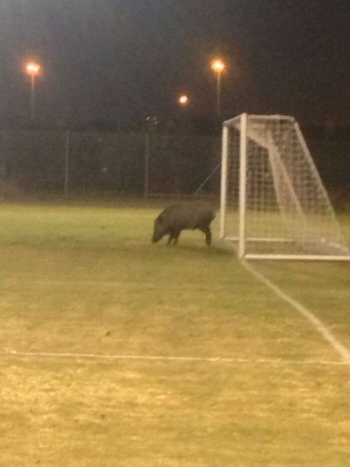 Wild boar on a soccer field near the goalpost at night, showcasing the unexpected beauty of planet earth.