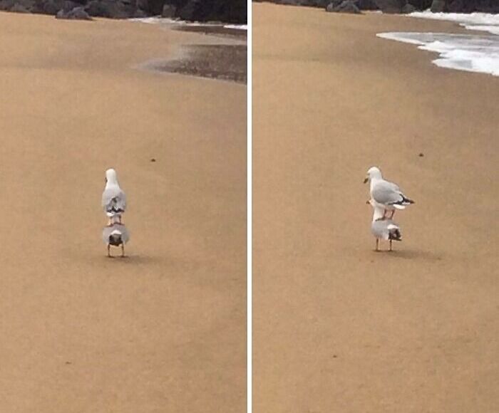 Two seagulls on a sandy beach, one standing on the back of the other, a funny moment captured in nature photography.