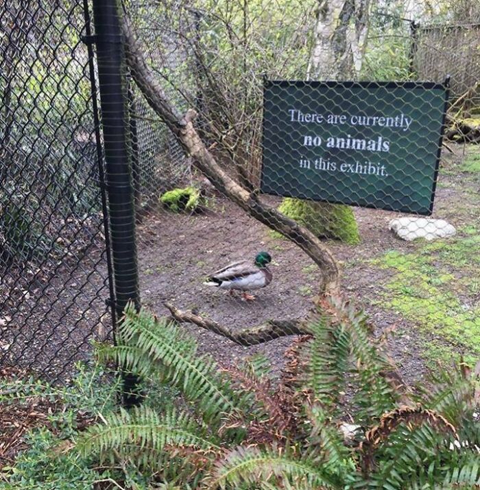 A funny nature moment with a duck inside an exhibit labeled no animals, capturing humor in nature photography.