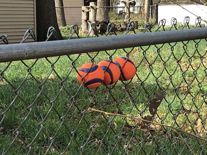 Three orange and blue balls stuck in a chain link fence over green grass, showcasing the beauty of planet Earth.