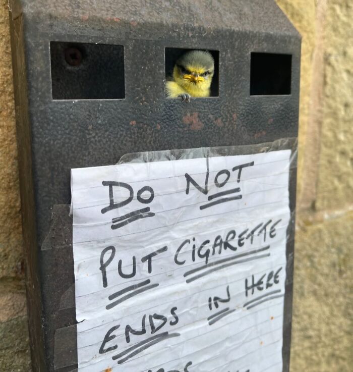 A small bird peeks out of a trash bin with a handwritten sign, showcasing a funny moment in nature captured on camera.